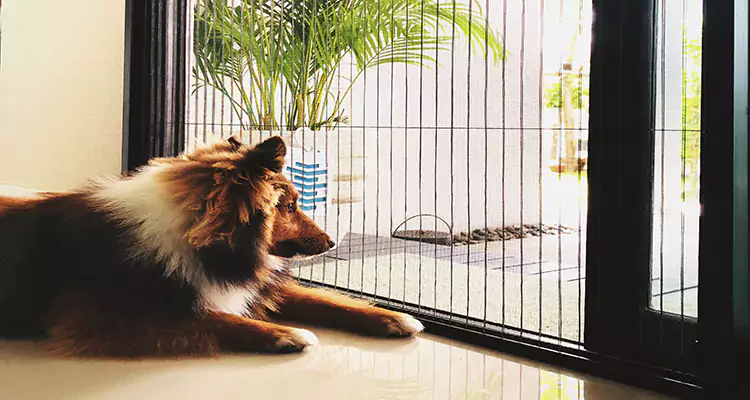 Sliding Screen Pet Door Repair in Antioch, CA