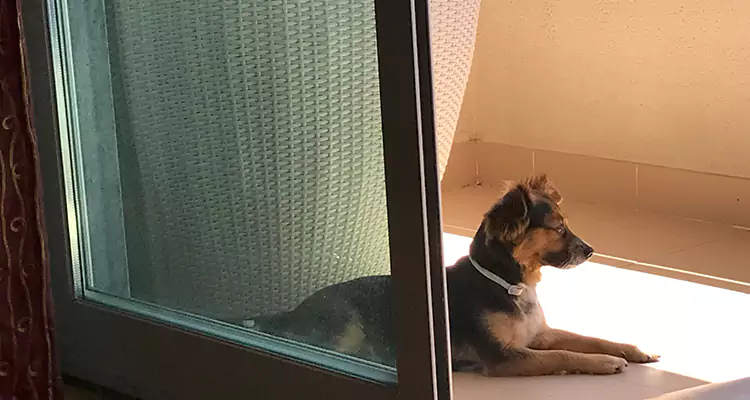 French Door Pet Screen Repair in Antioch, CA